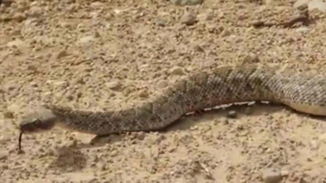 18 seconds of a Western Diamondback Rattlesnake At Saguaro National Park