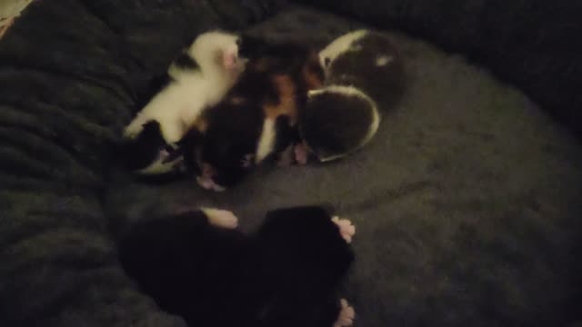 The babies small kittens