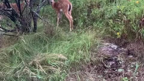 Deer Drops by for Vegetable Buffet