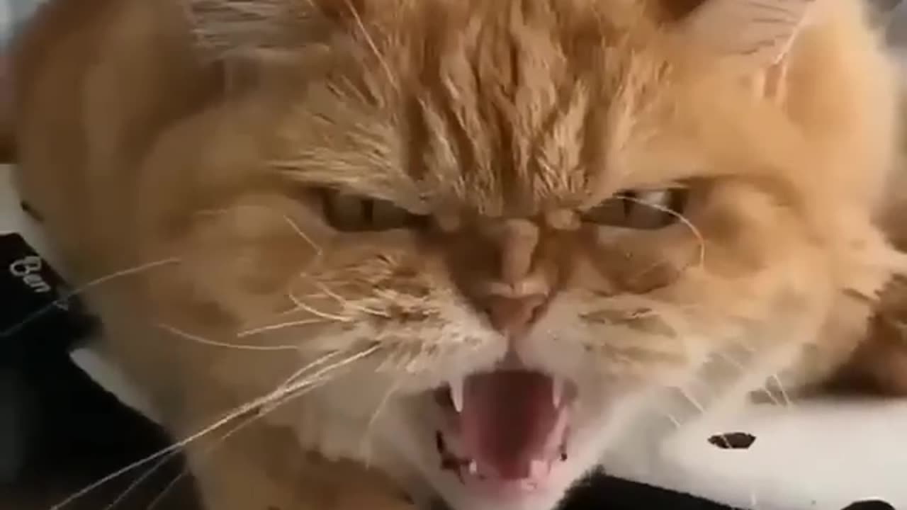 Cat voice