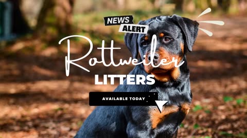 Rottweiler Puppies for sale in Washington