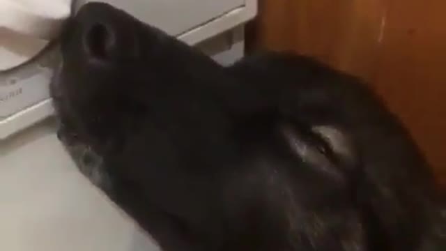funny & cute animals