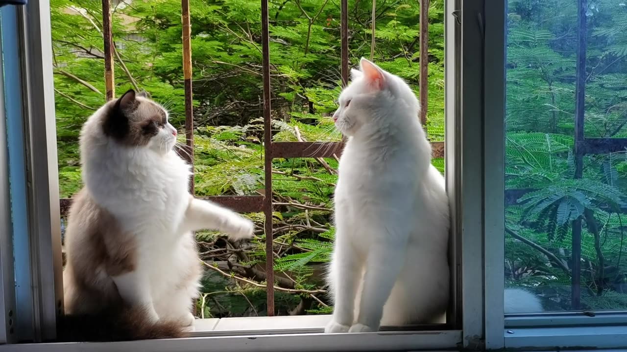 hey,buddy,want a fight?No? Bye Bye!