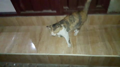 Pet cat plays