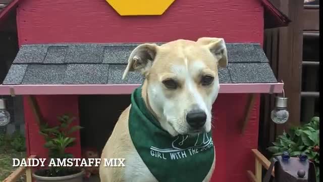 A Pitbull and a WHAT mix? Now I've seen it al