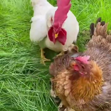 lazy chicken daddy #cutepet #dog