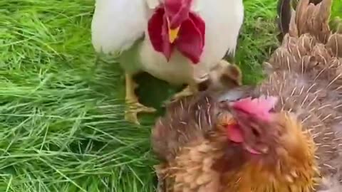 lazy chicken daddy #cutepet #dog