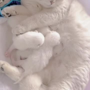 Why is he so sweet and cute|funny cat videos|cat family|cats