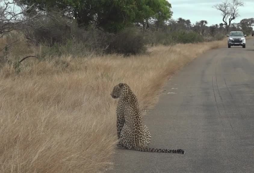 Warthog se escaparon del Leopard