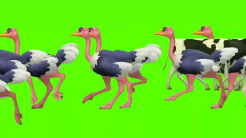 Stampede animal screen / running green screen videos