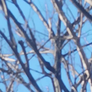 Woodpecker kissena