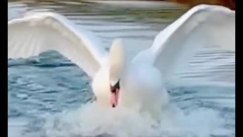 Is this how a swan lands? This is so funny. Are you guys laughing?