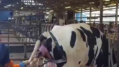 New born cow