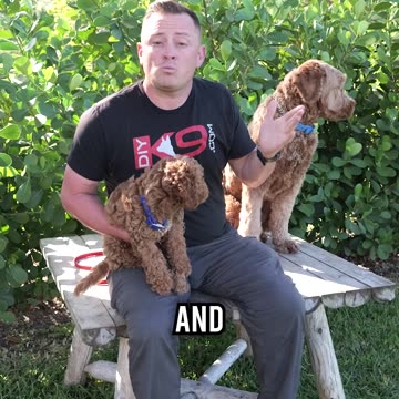 Purebreds vs Hybrids vs Mutts