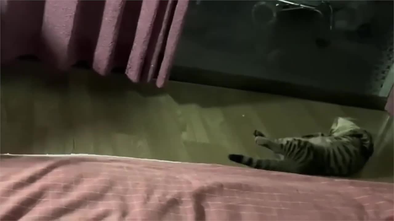 Funniest cats - you cannot stop laughing ðŸ˜ðŸ˜‚ #cat #funny #weird #kitten #animals