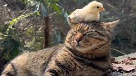 lazy cat and chick