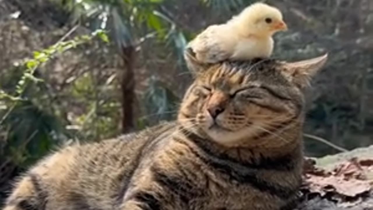 lazy cat and chick