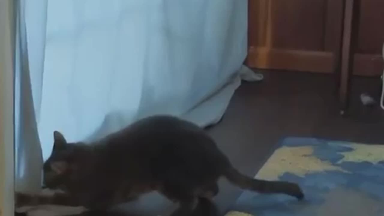 Cat Skill 100%😂😂