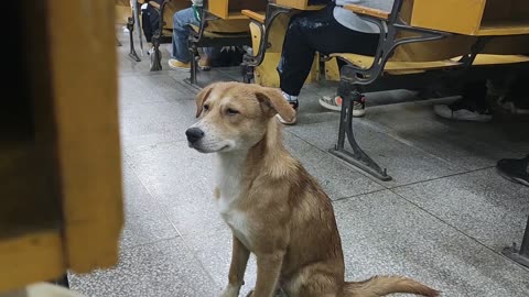 Dogs who wander in class