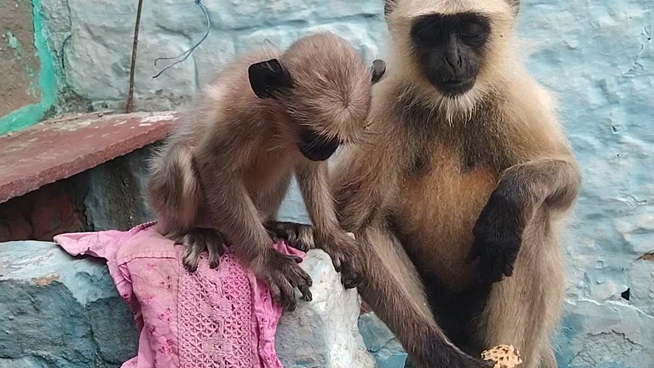 Funnymonnkey cutemonkey monkeybaby funnymonnkey