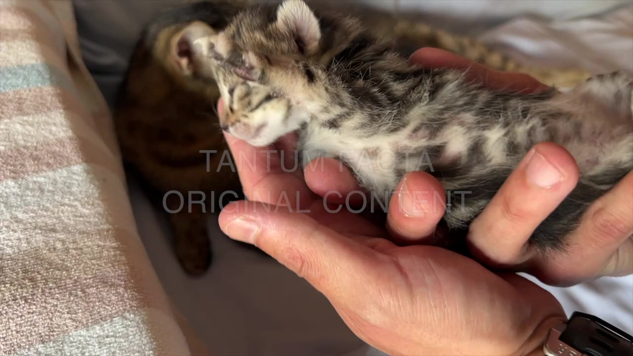 cats