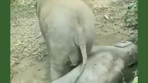 Body elephant 🐘 cute video