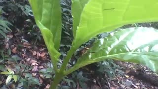 Percevejo é visto na folha do maracujá no jardim botânico [Nature & Animals]