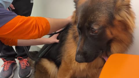 German Shepherd Puppy is Scared of Visiting the Vet