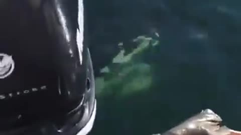 A seal escapes an orca at the last second by jumping on a boat