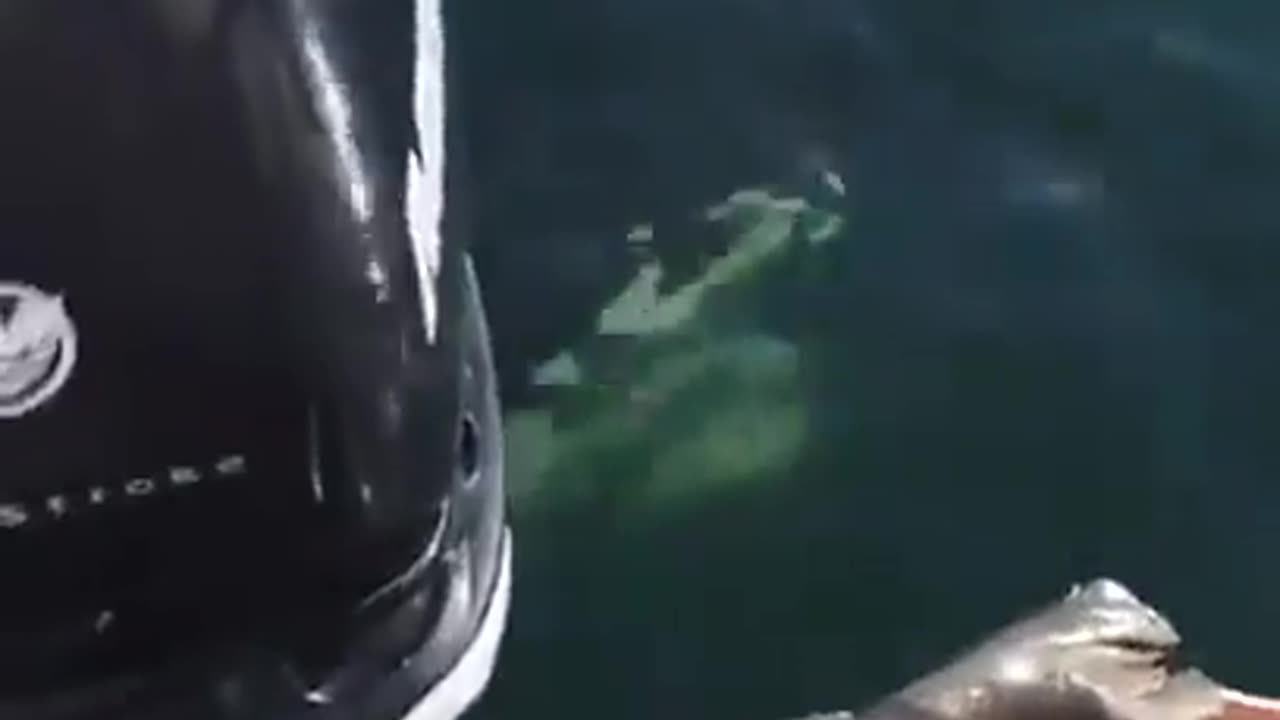 A seal escapes an orca at the last second by jumping on a boat