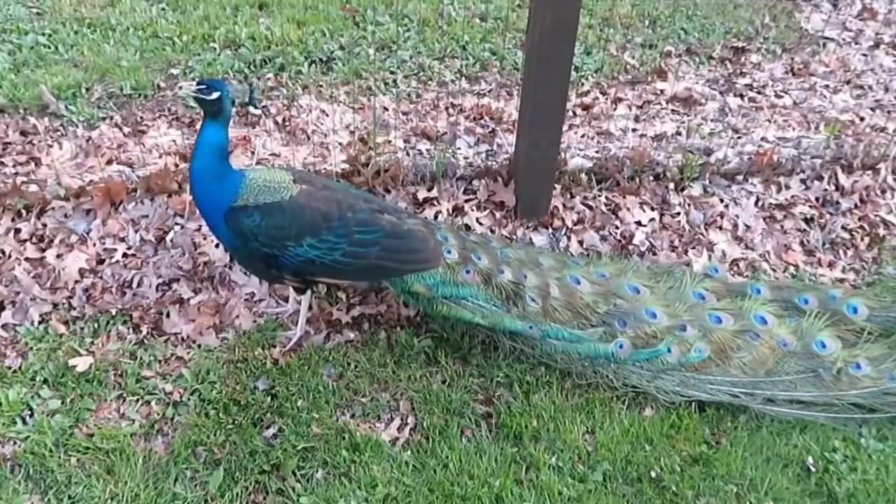 Peacock Sound ❤️❤️