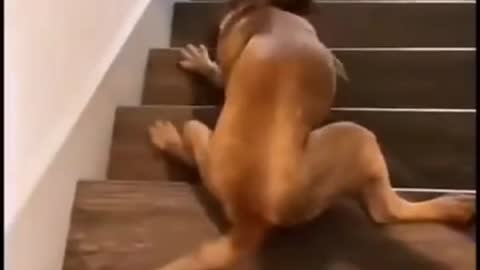 Thatway dogs are afraid to stiar 😁😁😁 | funny video😀😀😀