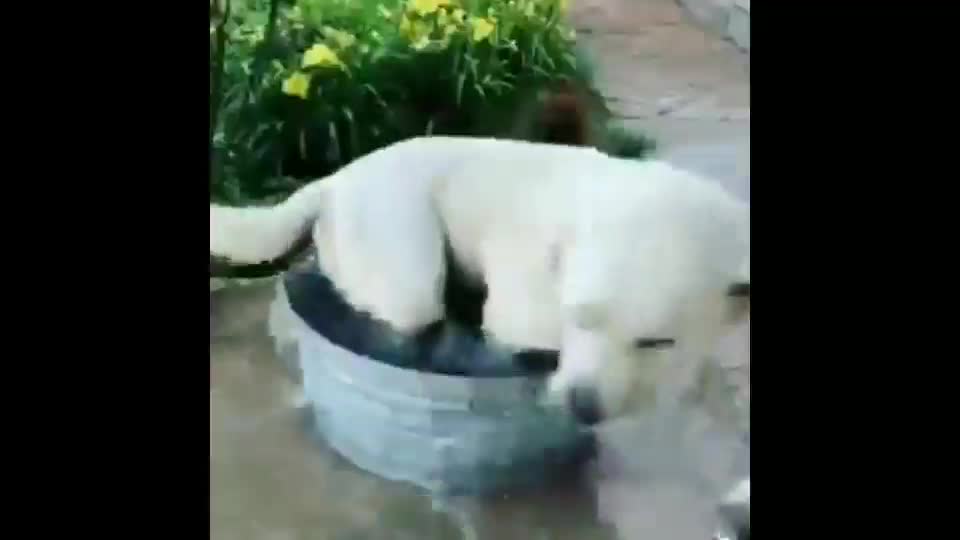 The dog play with water