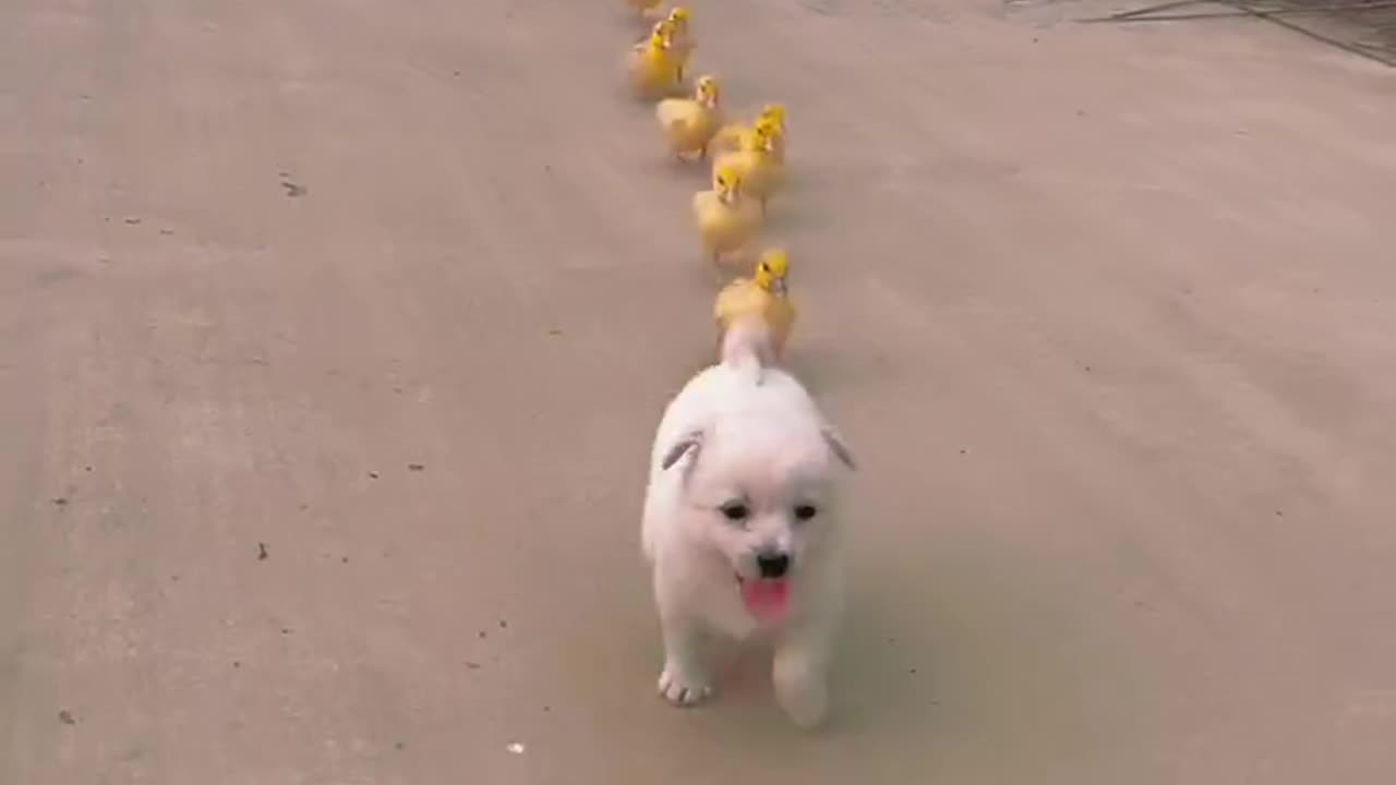 A dog leads a group of ducklings. Go home neatly # cutepet #dog