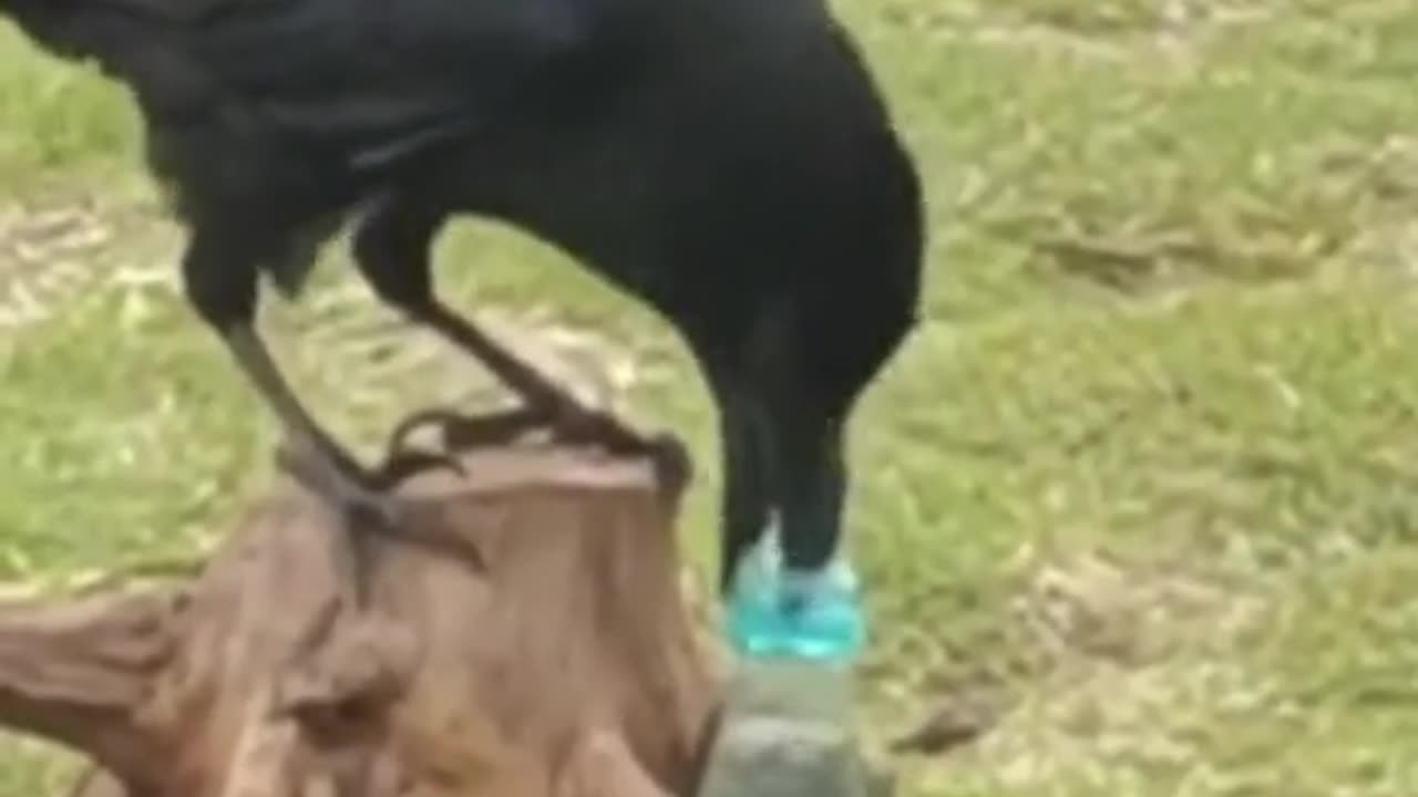 beautiful bird
