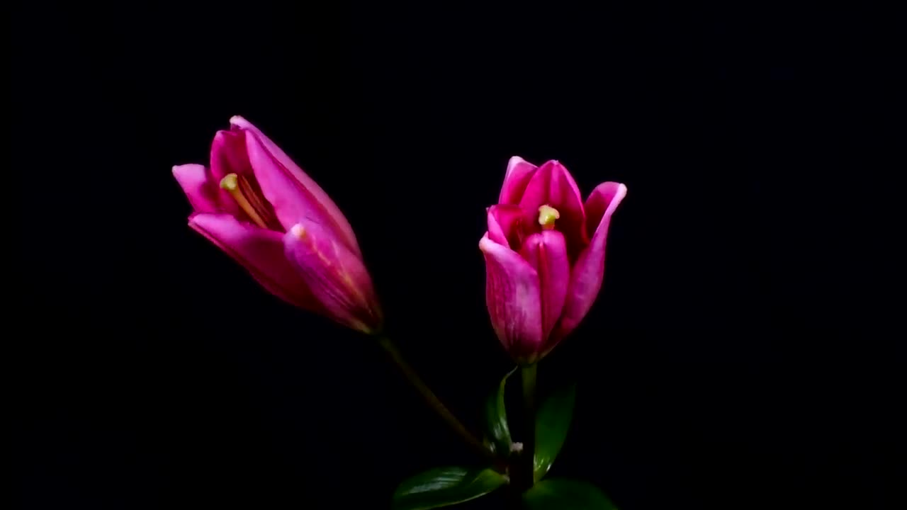 Time-Lapse: Watch Flowers Bloom Before Your Eyes Short Film Showcase