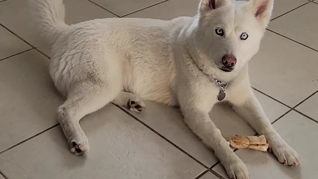 Husky wants to go bye bye