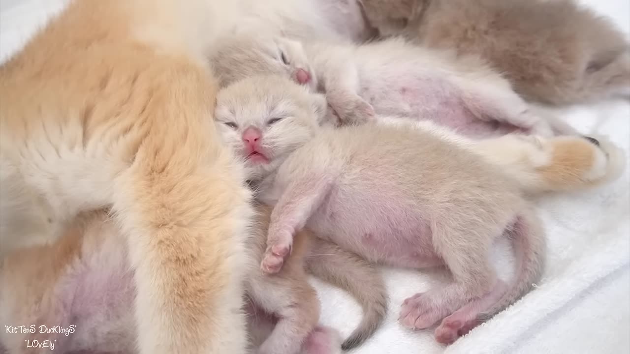 Top sweetest, cutest moments of mother cat and adorable kittens.