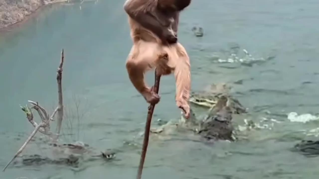 Monkey trap around crocodiles