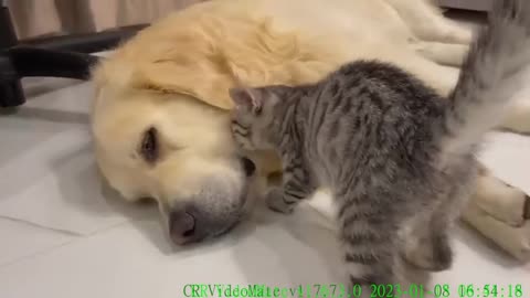 Golden Retriever and Kitten are Inseparable Friends