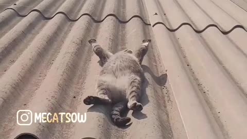 Cat funny videos live streaming 🤣🤣🤣