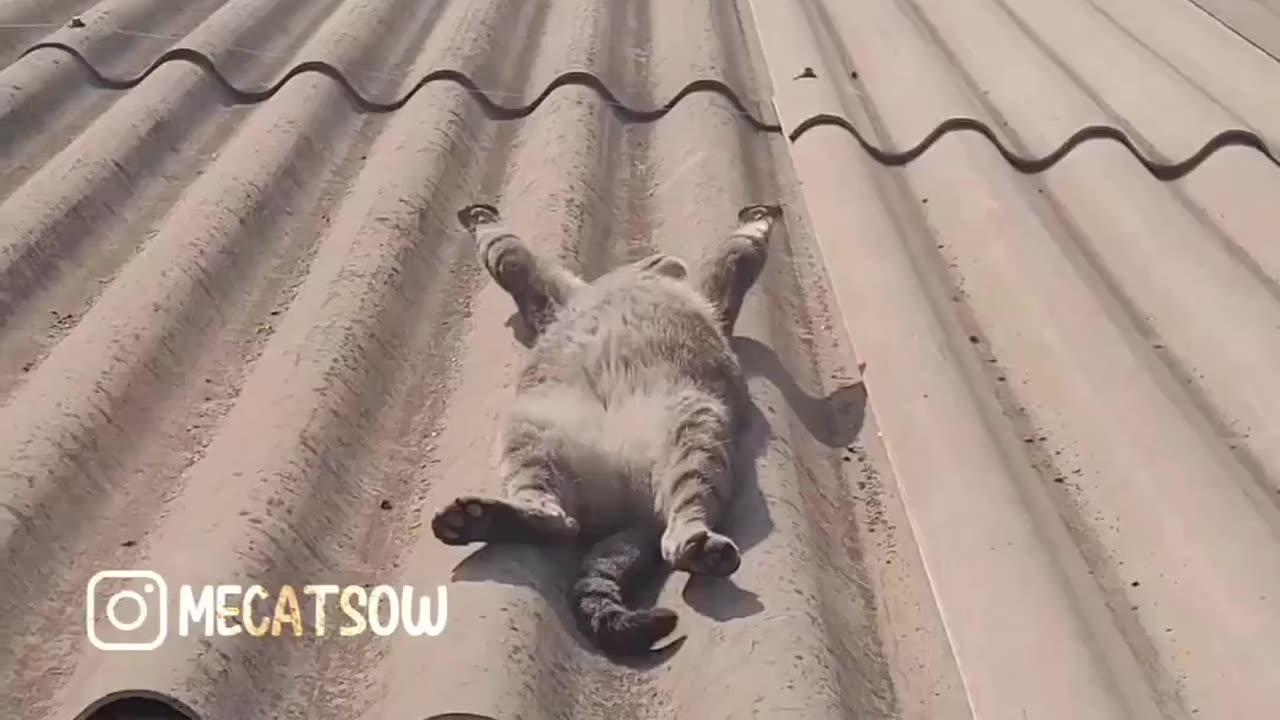 Cat funny videos live streaming 🤣🤣🤣