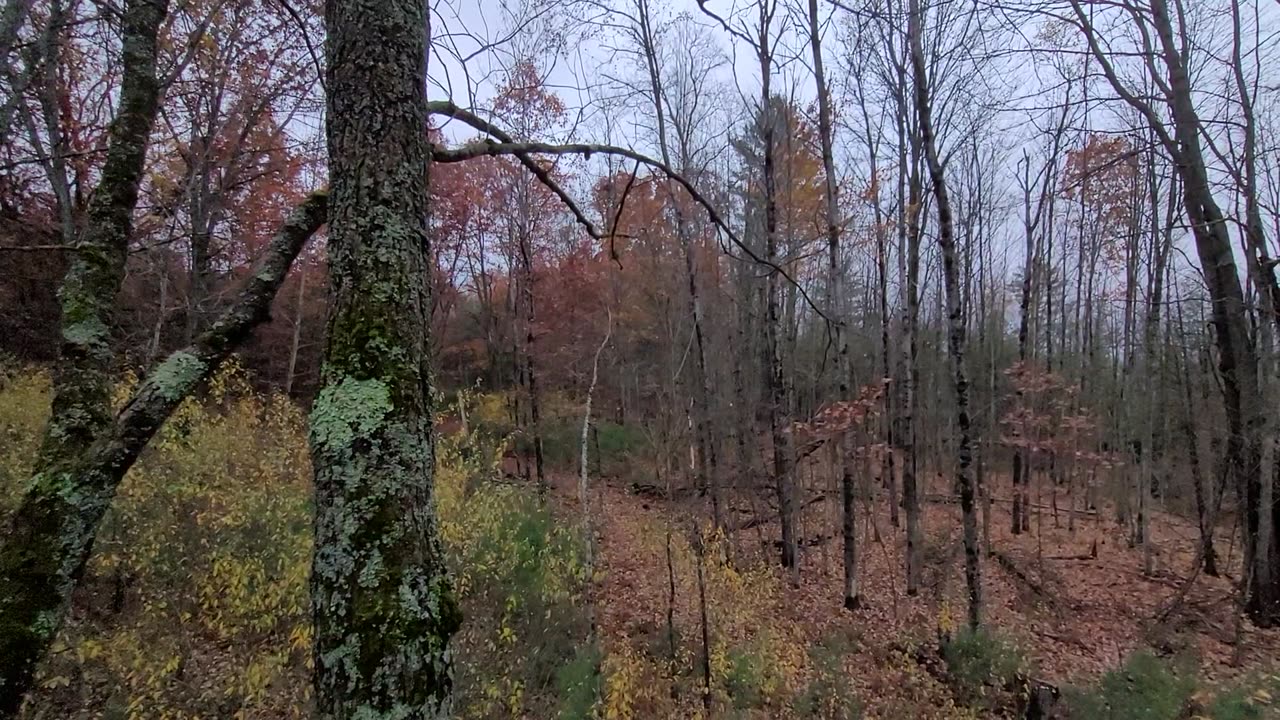 Fall Morning Bow Hunt in Michigan