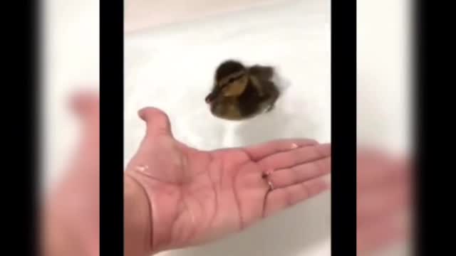 Ducklings play in the water, the father duck amused.