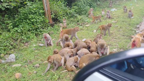 Baby monkeys straggling for food