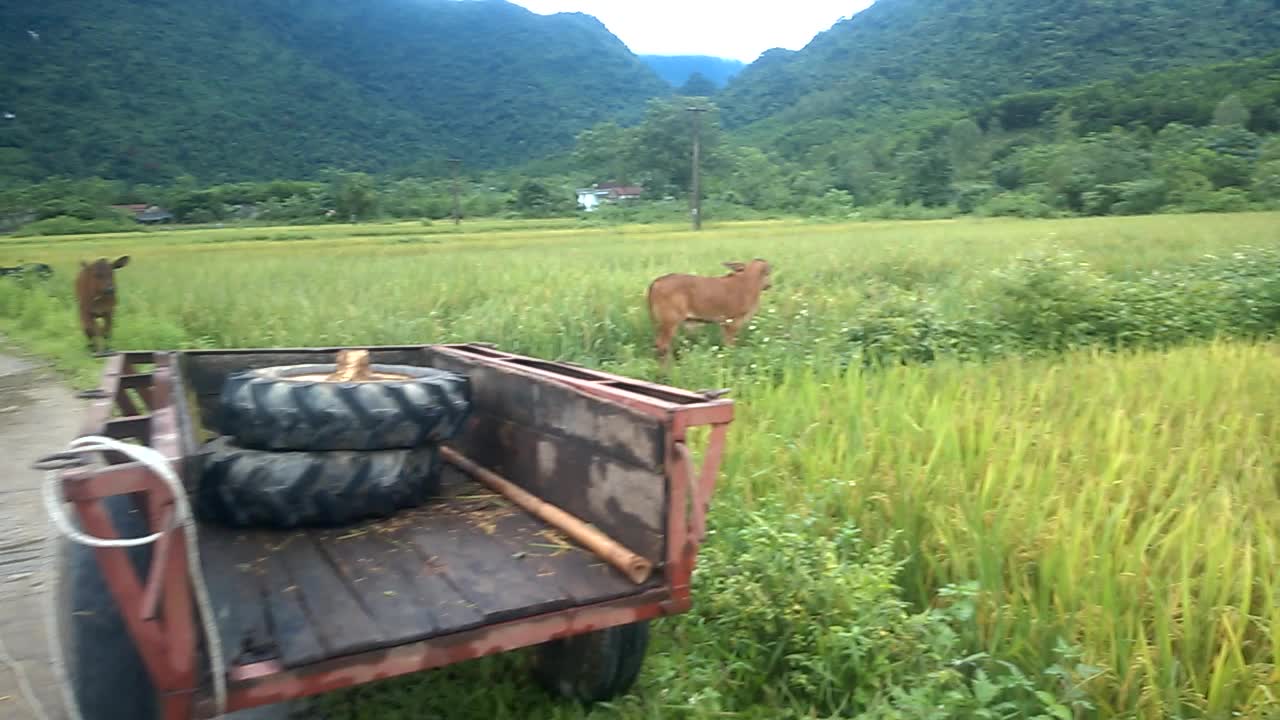 Newborn calf break down rice fields