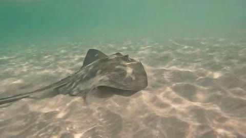 Stingray spotted in Ben Bay, Spanish Wells Bahamas