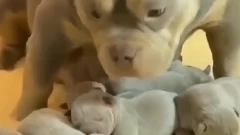 Pitbull and it's new born puppies🐶