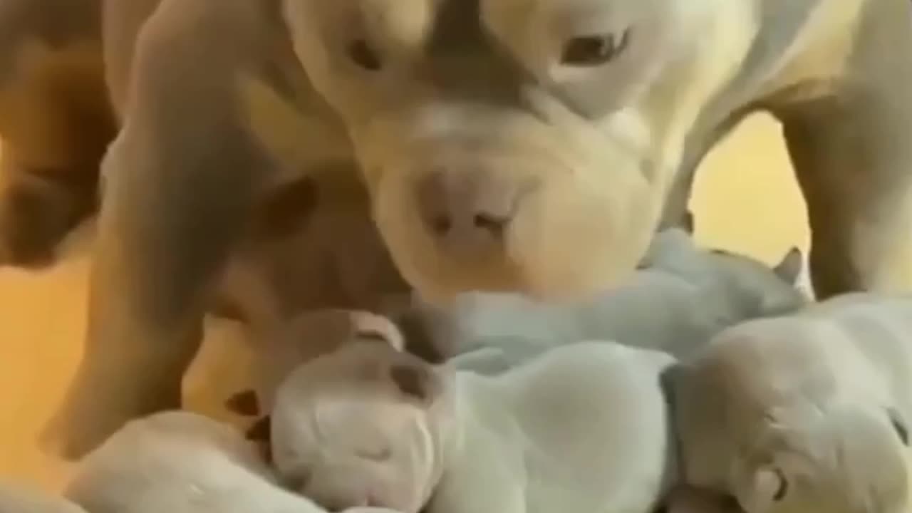 Pitbull and it's new born puppies🐶