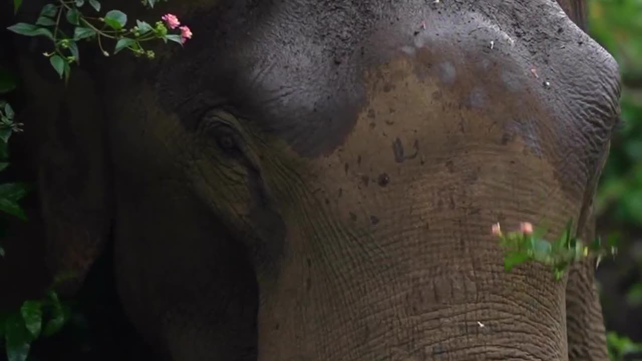 Wild animal introduction